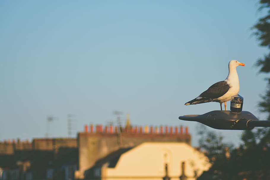 bird, seagull, chimney, light, sky, animal, animal themes, vertebrate HD wallpaper