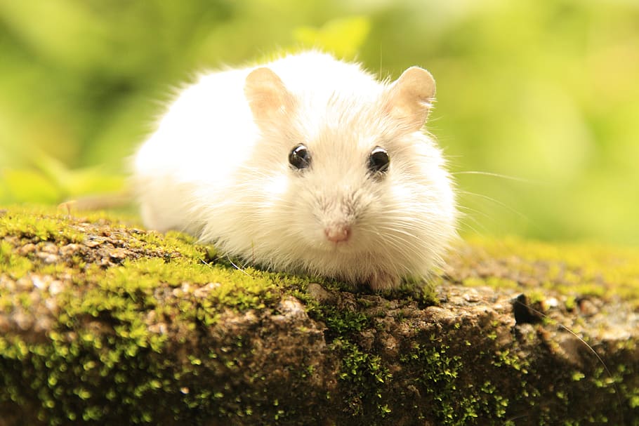nature, hamster, pet, whiskers, animals, hairy, mammal, animal themes, HD wallpaper