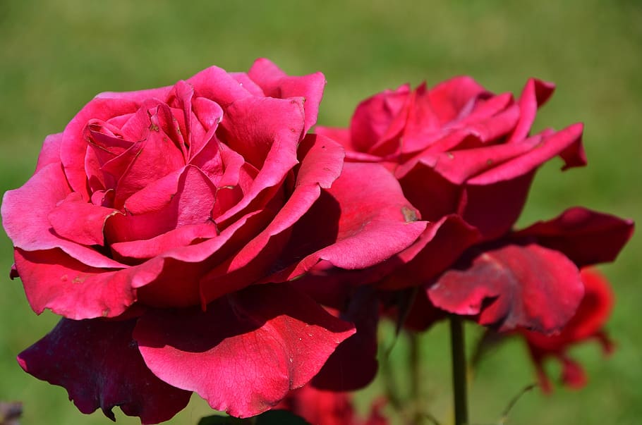 rose, flower, spring, summer, floral, leaf, nature, green, blossom HD wallpaper