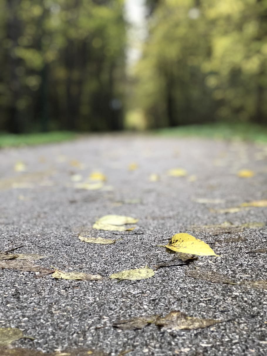 autumn, nature, excursion, landscape, hiking, day, plant part HD wallpaper