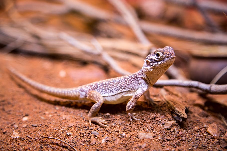 brown lizard next to branch, reptile, animal, gecko, soil, wildlife HD wallpaper