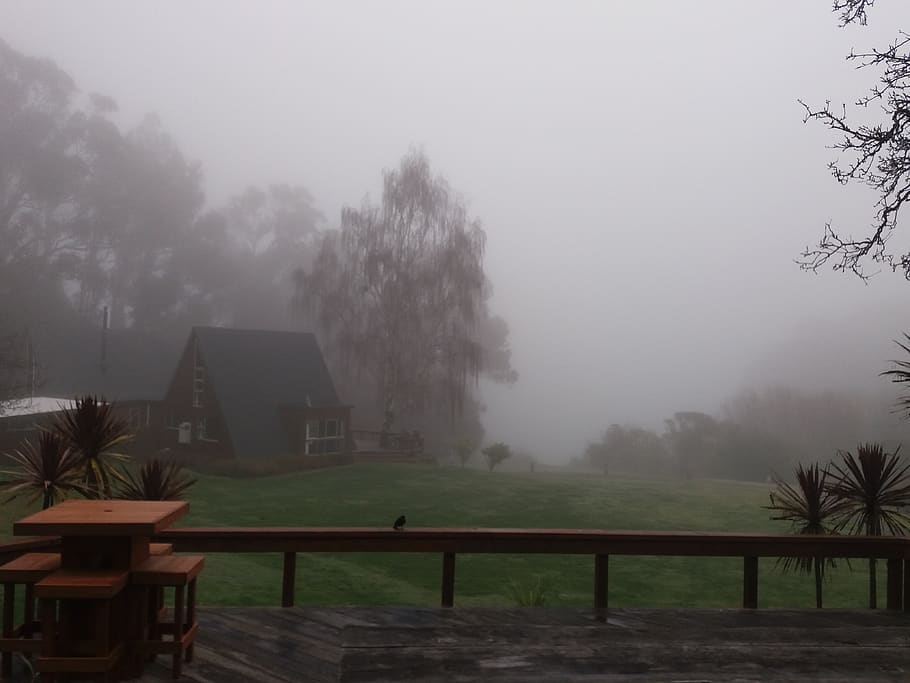 new zealand, akaroa, hilltop, fog, cabin, mist, tree, plant
