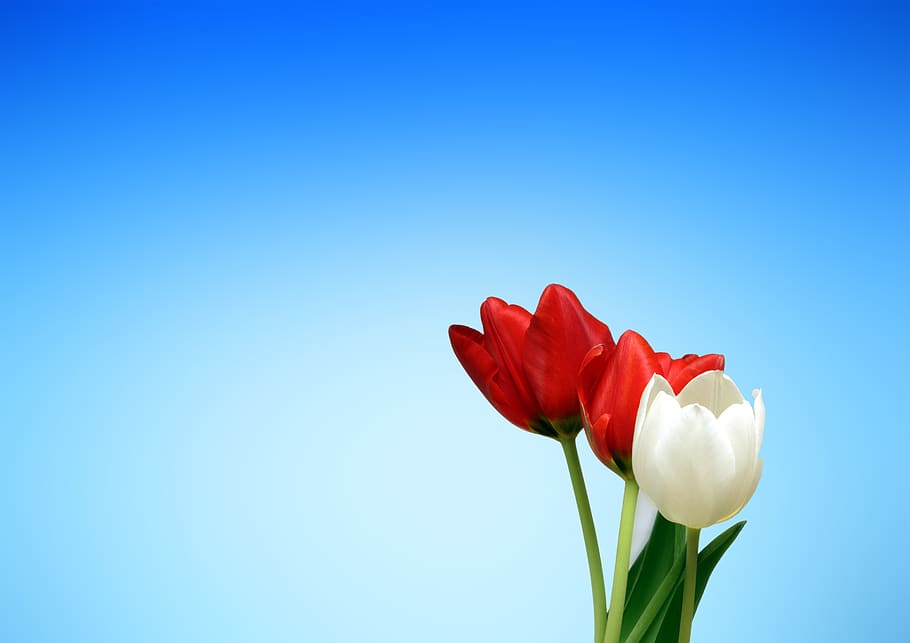 Red and White Flower, bloom, blossom, close-up, flora, flowers HD wallpaper