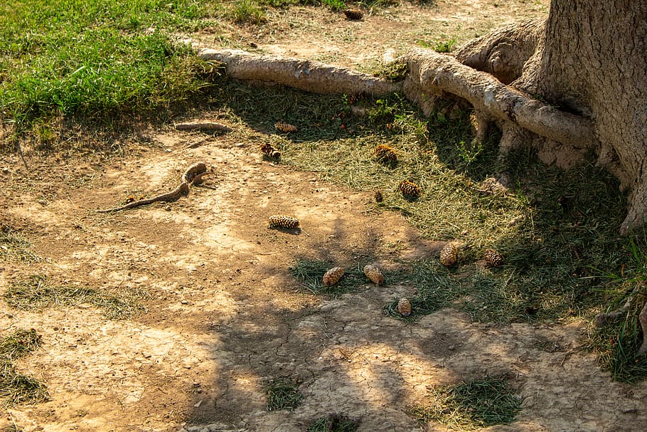 trees, forest, pinecone, branch, trunk, stick, wood, plant HD wallpaper