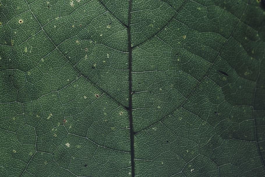 leaf, chlorophyll, green, nature, plant, macro, garden, green plant HD wallpaper