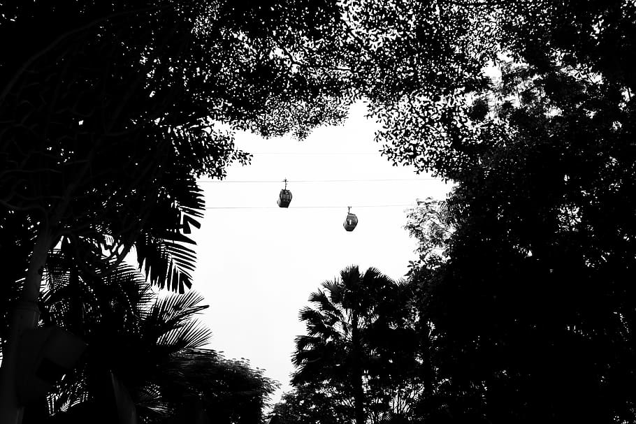 singapore, cable, trees, lines, cablecar, blackandwhite, love HD wallpaper