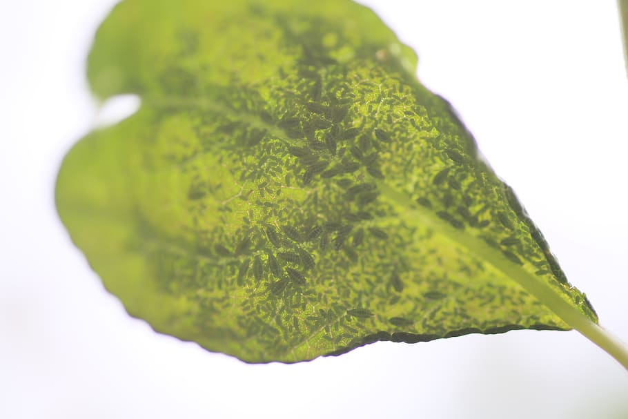aphids, leaf, green color, studio shot, white background, indoors HD wallpaper