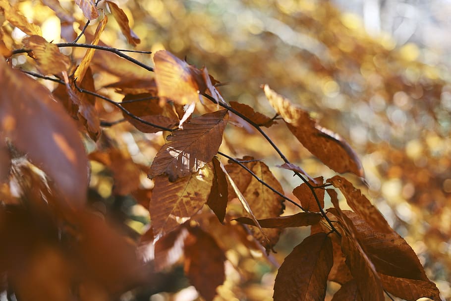 leaves, fall, autumn, tree, orange, forest, nature, outdoors HD wallpaper