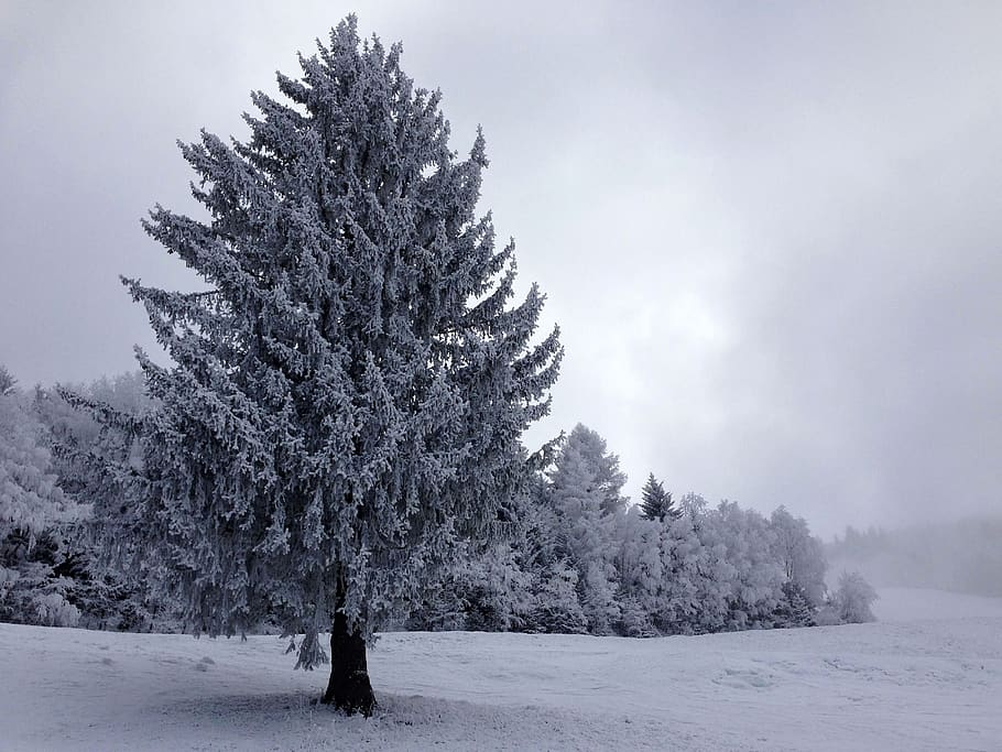 tree, snowy, wintry, winter, black and white, nature, cold temperature HD wallpaper