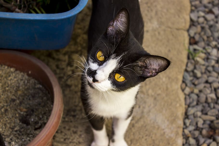 cat, cats, animals, portrait, pets, kitty, one animal, mammal, HD wallpaper
