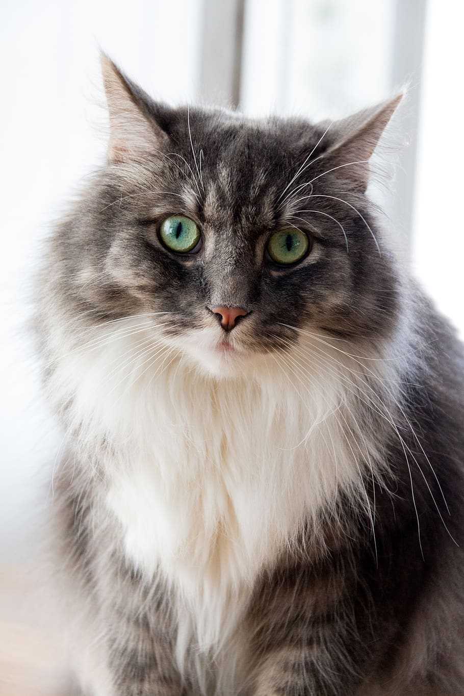 cat, gray, bushy, pet, animal, domestic, pets, domestic cat HD wallpaper