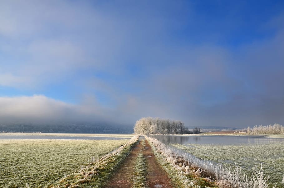 frost, path, tree, winter, cold, nature, frozen, landscape HD wallpaper