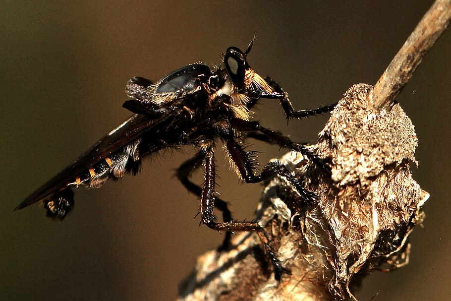 australia, sydney, animal themes, insect, invertebrate, animal wildlife HD wallpaper