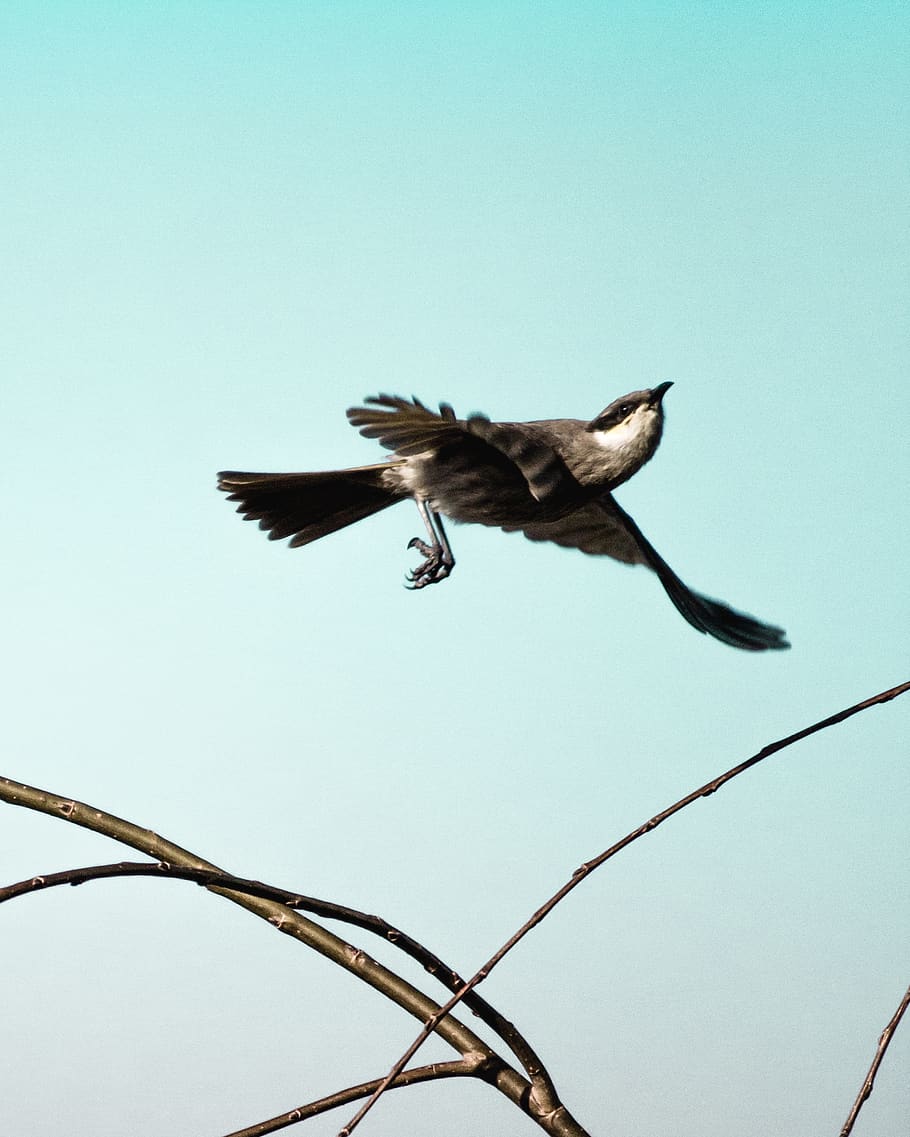 australia, perth, flight, sky, animal, nature, bird, canon HD wallpaper