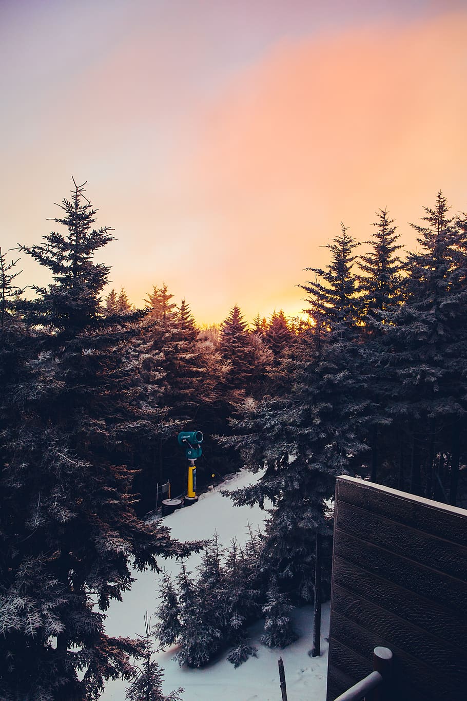 green pine trees under orange sky, plant, abies, fir, conifer HD wallpaper