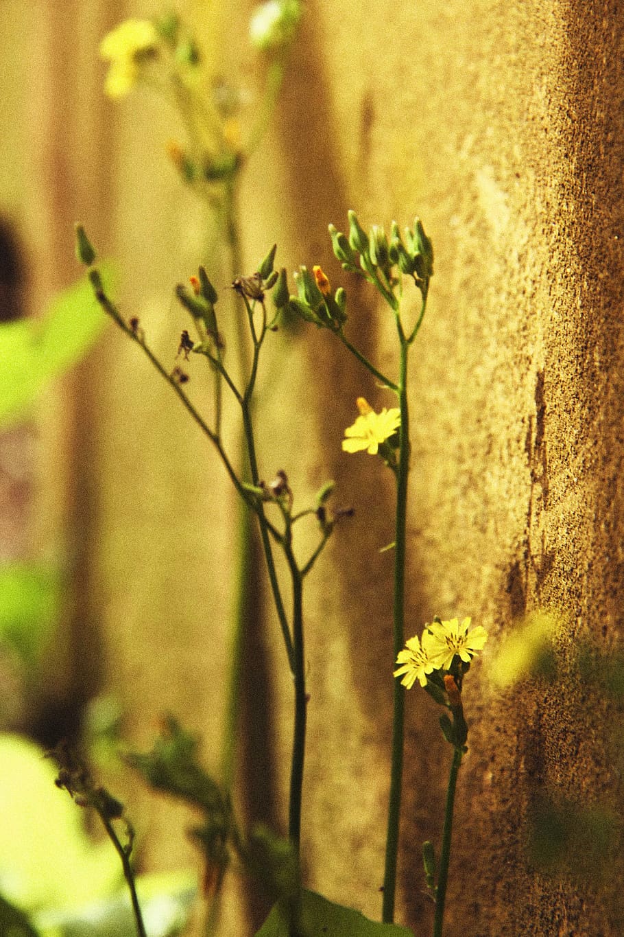plant, growth, flower, nature, flowering plant, beauty in nature HD wallpaper