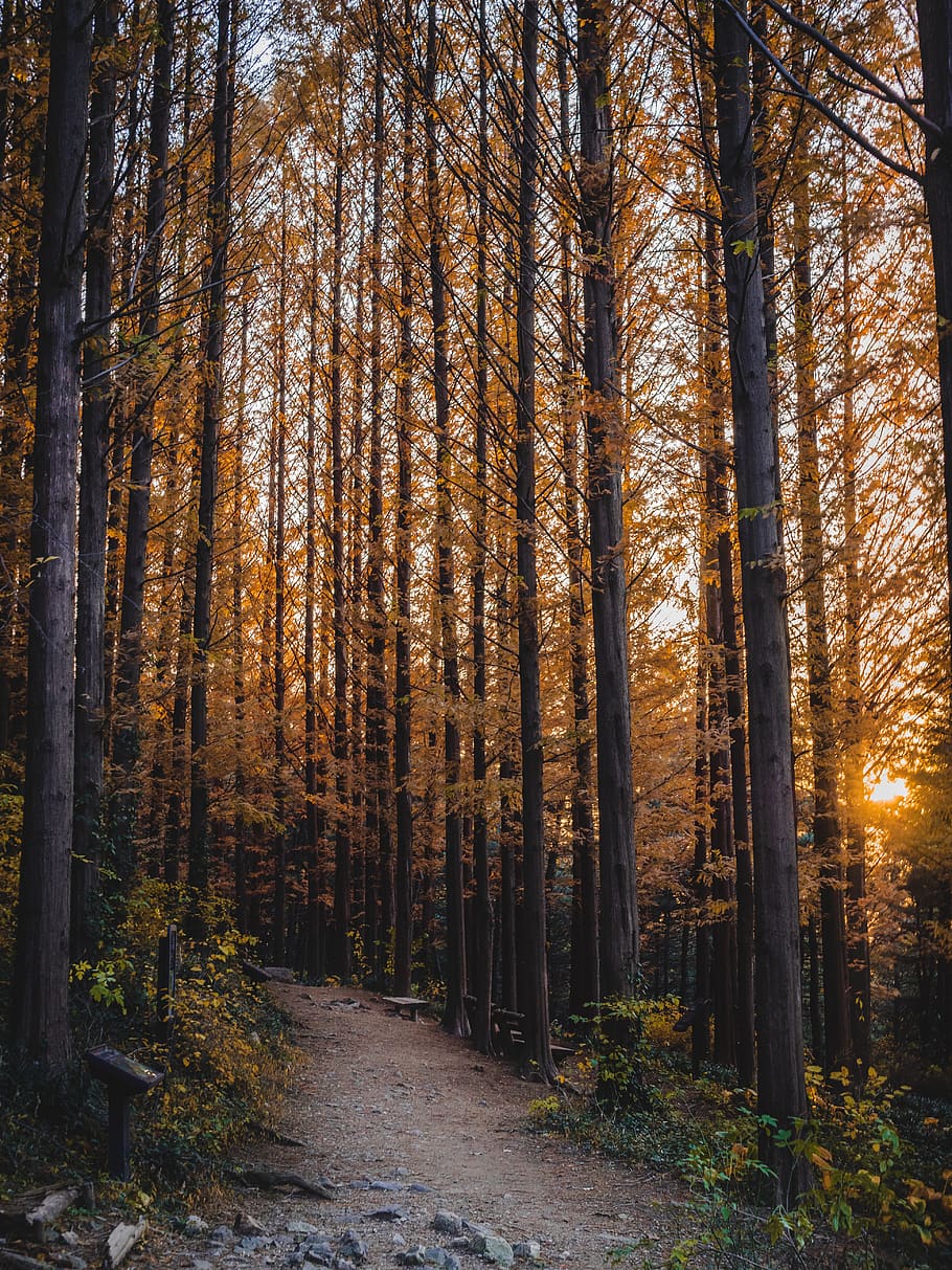 Yellow-leafed Trees, environment, forest, golden hour, landscape HD wallpaper