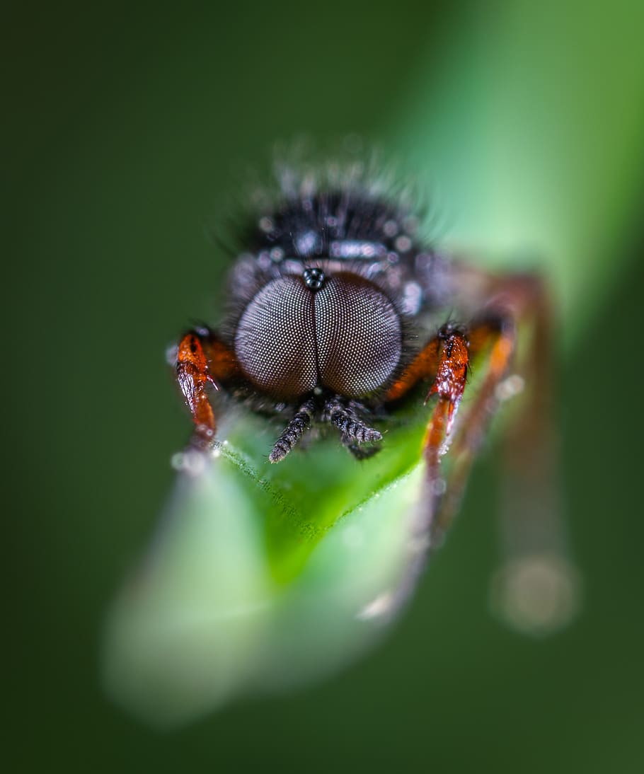 Close-Up Photo Of Black Insect On Top Of Green Leaf, bug, eyes HD wallpaper