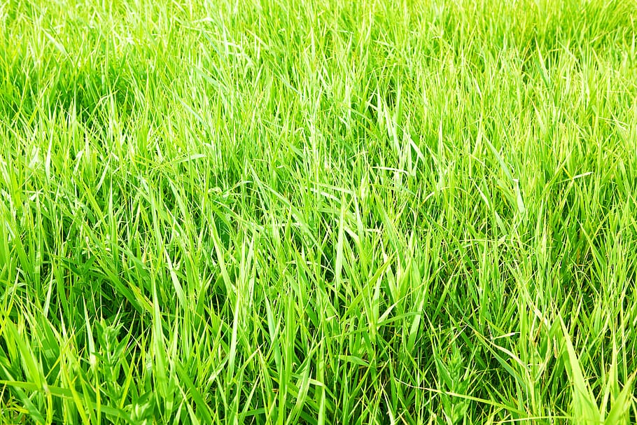 con2011, background, field, fresh, garden, grass, green, growth HD wallpaper