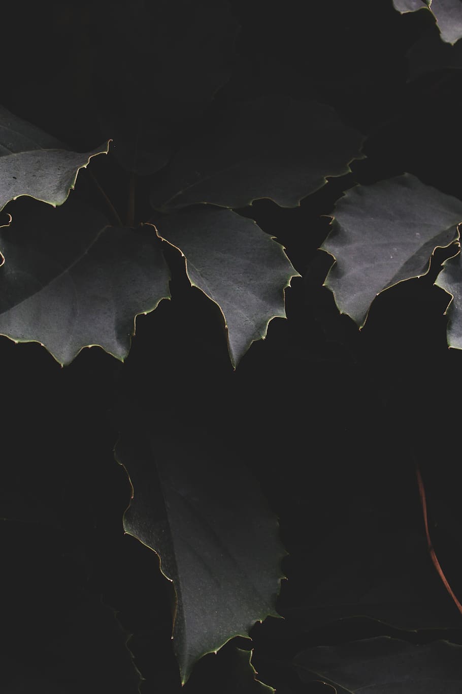 toothed leaf plant, plant part, nature, no people, close-up, beauty in nature HD wallpaper