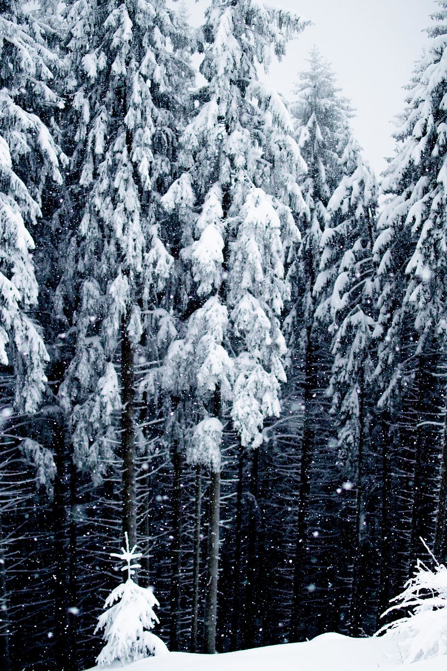 snow covered pine trees, plant, fir, abies, conifer, bayern, ice HD wallpaper