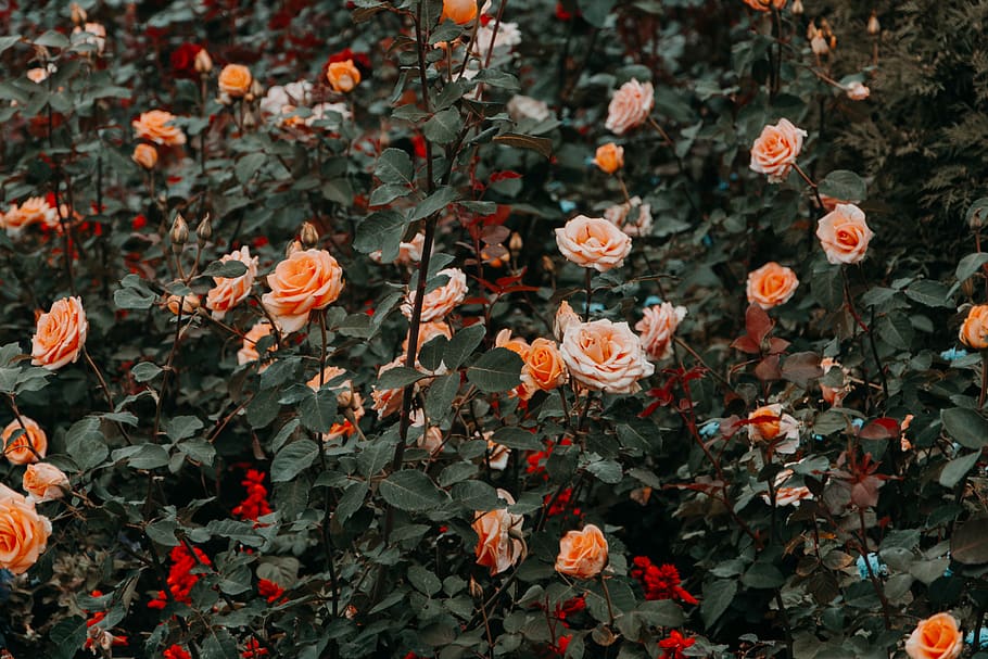 Photo of Rose Flowers, 4k wallpaper, beautiful, bloom, blooming HD wallpaper