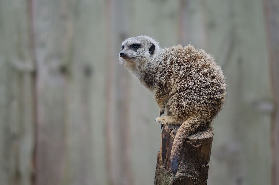 meerkat, nature, mammal, animal world, zoo, cute, attention, HD wallpaper