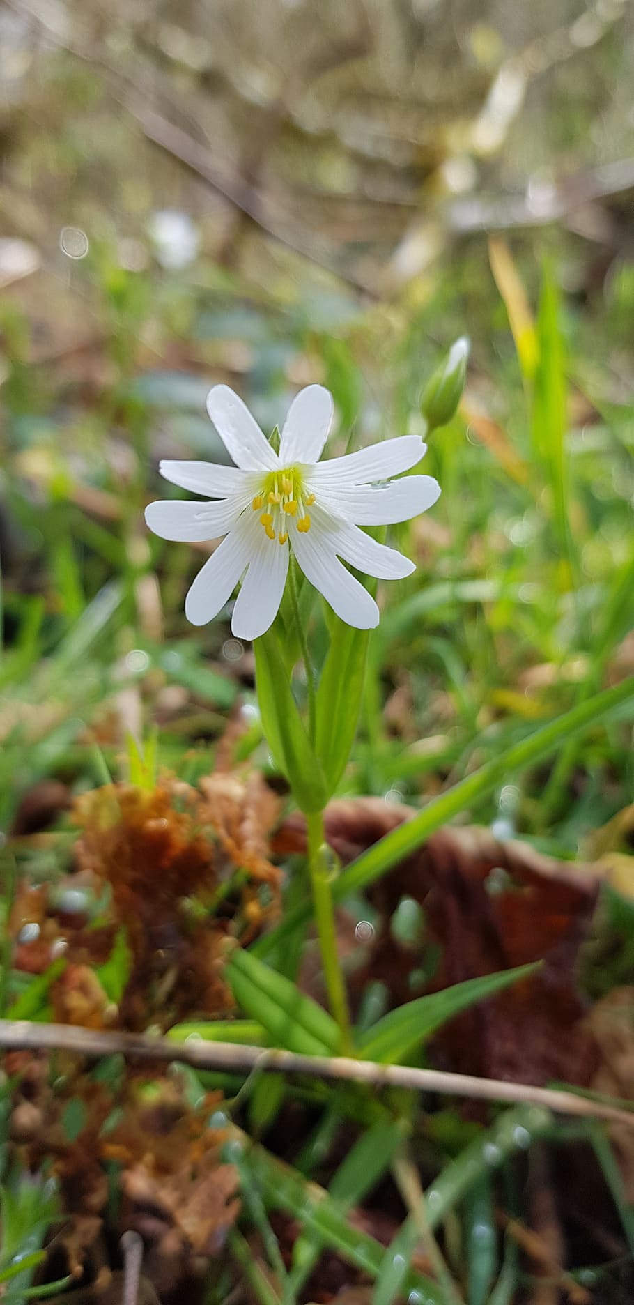 flower, yellow, white, grass, flowering plant, freshness, vulnerability HD wallpaper
