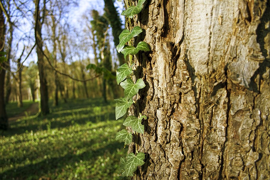 ivy, tree, nature, bark, wood, letter, plant, trunk, tree trunk HD wallpaper