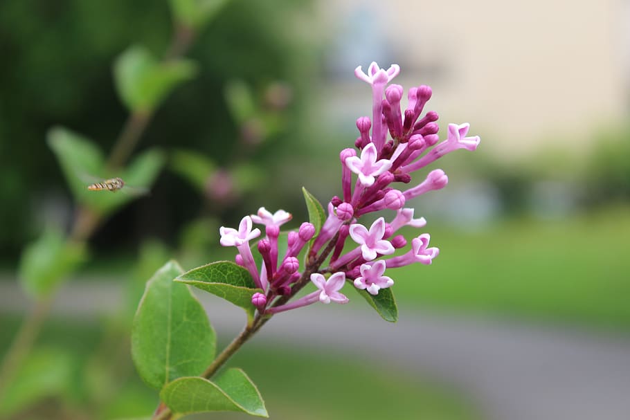 flower, pink flower, fly, bloom, close up, flowering plant HD wallpaper