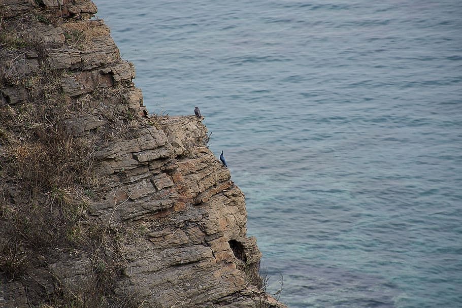 birds, sea, view, gull, horizon, rock, hill, stone, water, day HD wallpaper