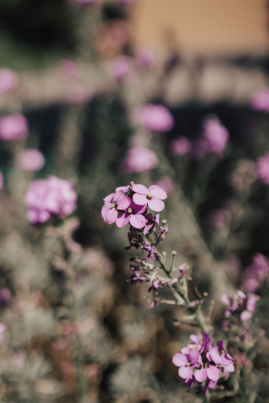 flower, blossom, geranium, plant, petal, cherry blossom, pollen HD wallpaper