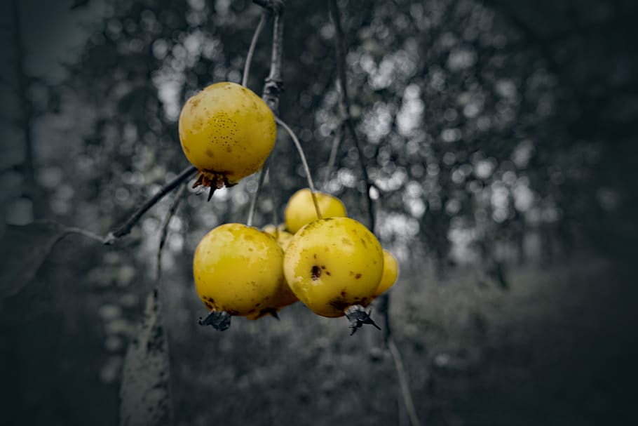 tree, apple, yellow, plant, fruit, food, food and drink, no people HD wallpaper