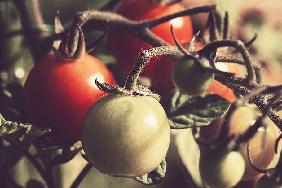 food, food and drink, healthy eating, fruit, freshness, tomato HD wallpaper