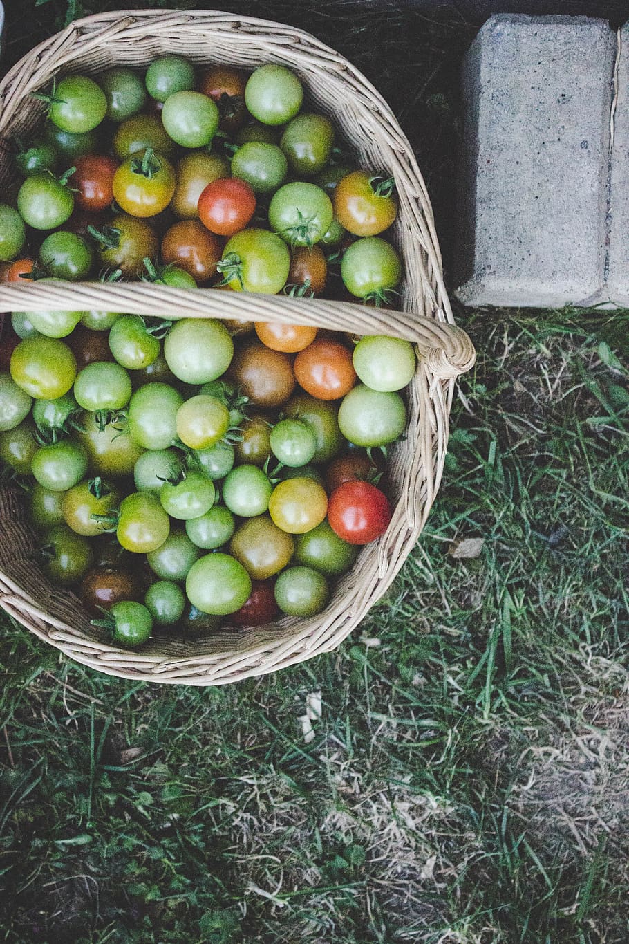 netherlands, giessen, vegetable, tomatoes, garden, food, healthy HD wallpaper