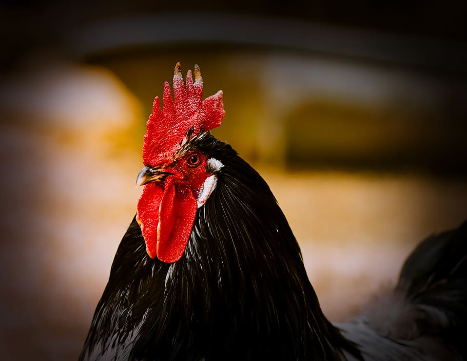 hahn, head, poultry, comb, livestock, close up, bird, animal world HD wallpaper