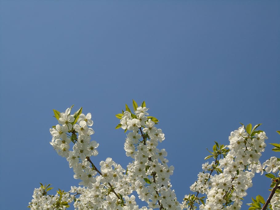 blossom, flower, plant, україна, tree, spring, nature, HD wallpaper