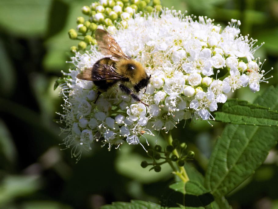 spring, summer, green, white flower, bee, bee on flower, nature HD wallpaper