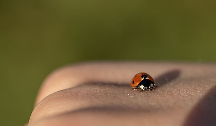 ladybug, spring, nature, insect, flower, plant, beetle, close up HD wallpaper