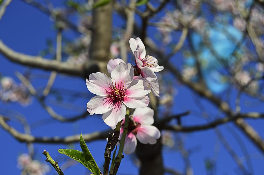 almond flowers, flowery branch, almond tree, spring, almond tree nature