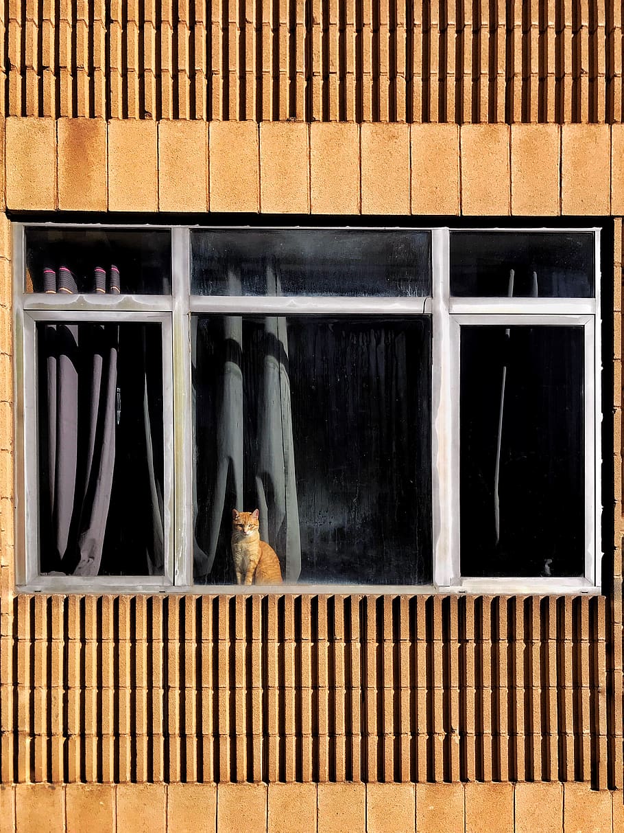 orange tabby standing on window, home decor, cat, animal, pet