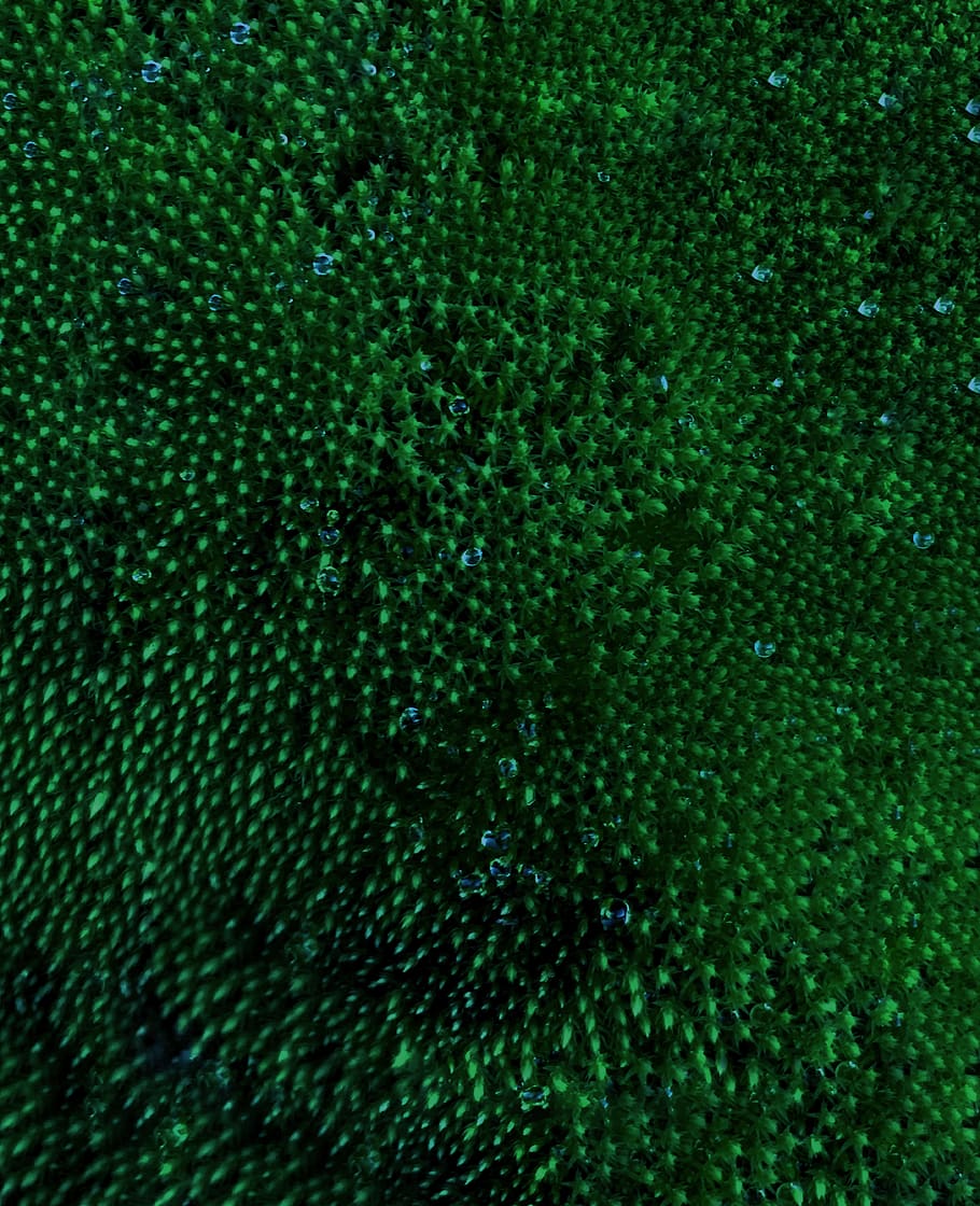 nature algae water, green color, full frame, backgrounds, textile HD wallpaper