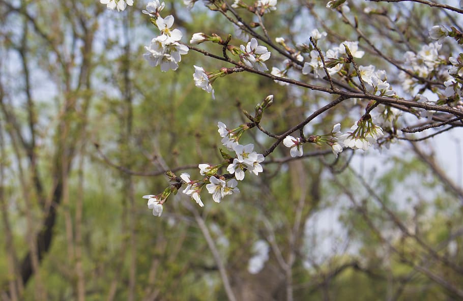 cherry, spring, flowers, plant, flowering plant, tree, fragility HD wallpaper