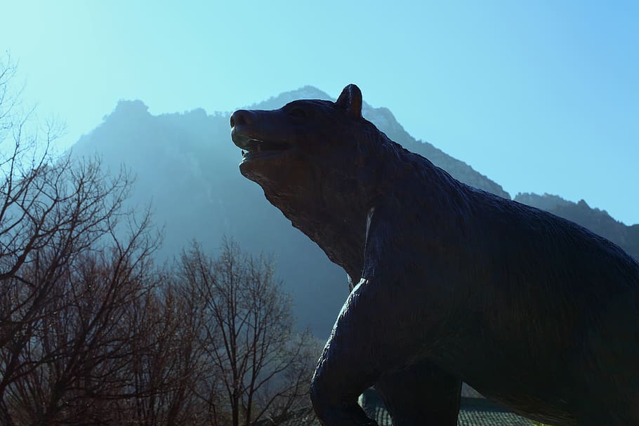 bear, mountain, nature, forest, landscape, wood, sky, tourism HD wallpaper
