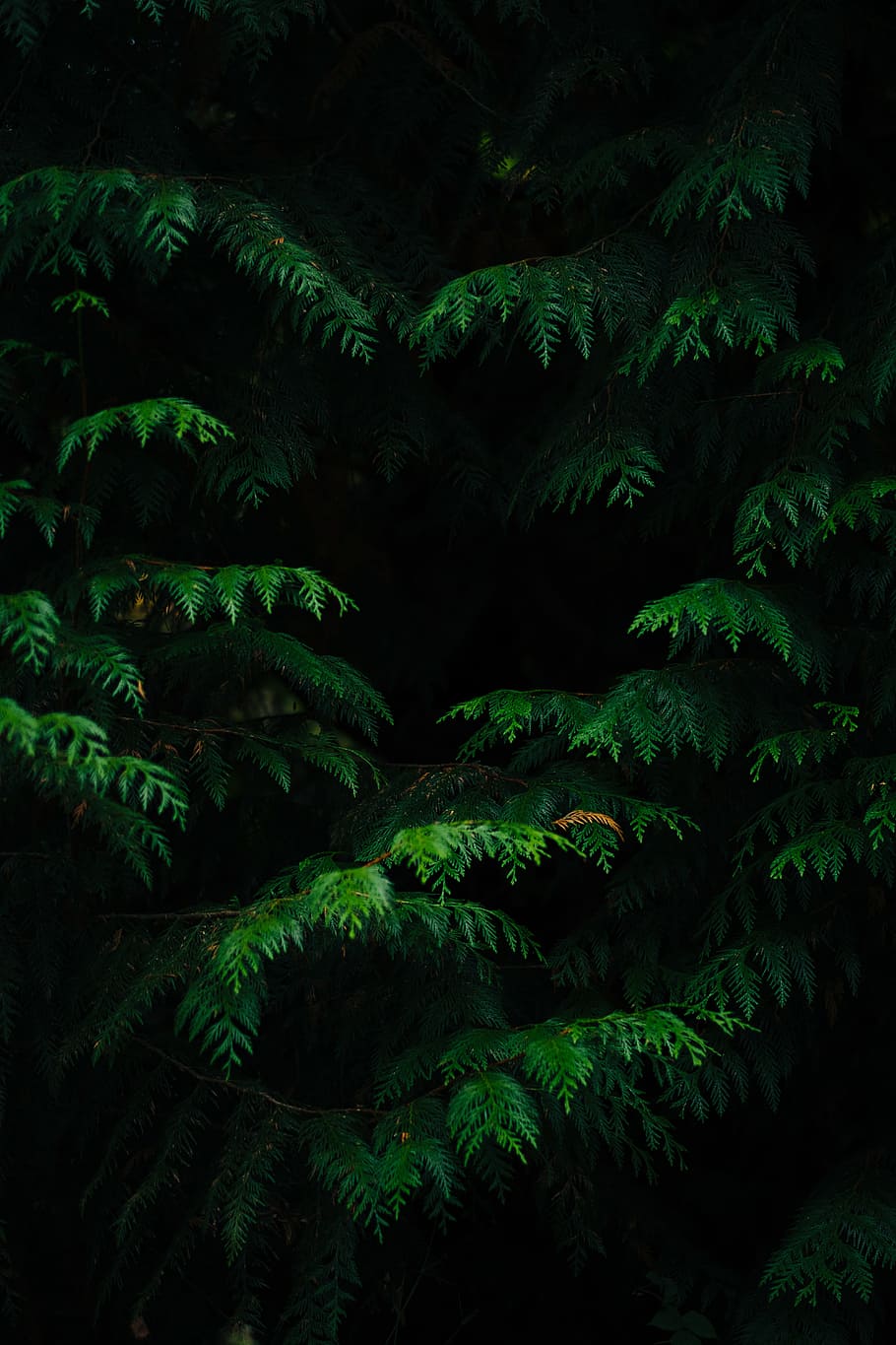 green-leafed plants, tree, leaves, dark, light, forest, woodland, HD wallpaper