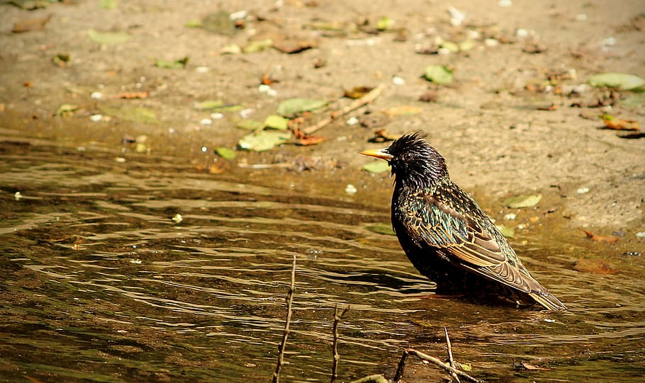 bird, water, park, reflection, animal themes, animal wildlife HD wallpaper