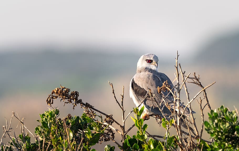 black-winged kite, black-shouldered kite, bird, hawk, wildlife