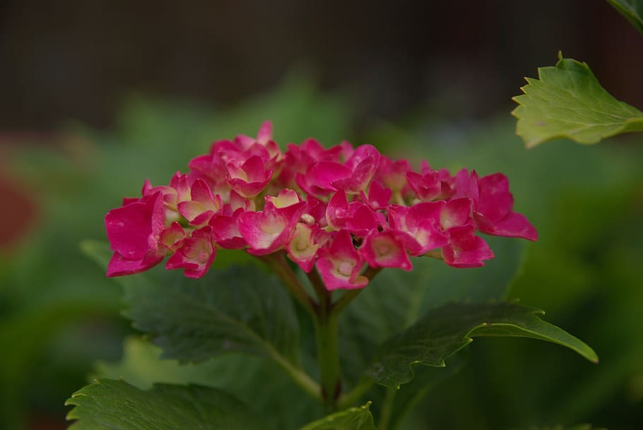 hydrangea, church flower, beautiful, plant, beauty in nature HD wallpaper