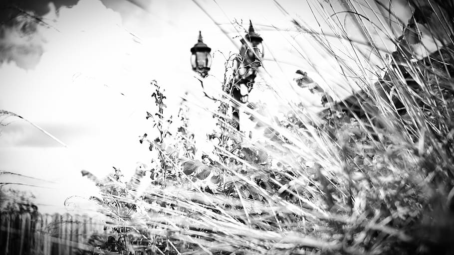 light pole, wheat, grass, black and white, farm, crops, nature HD wallpaper