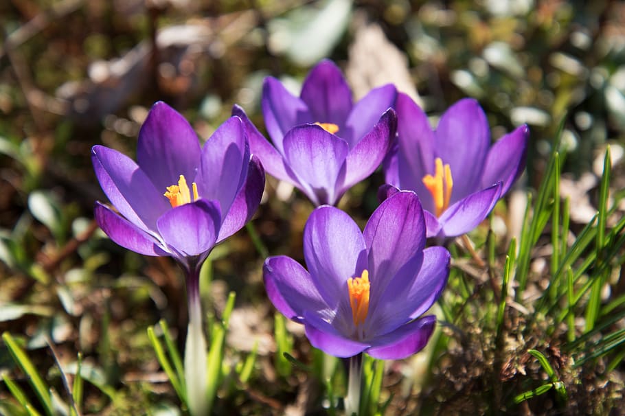 crocus, flower, blossom, bloom, plant, spring, spring flower HD wallpaper